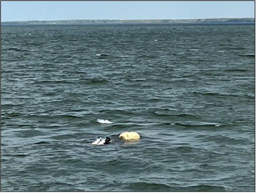 Brian tends to the lift bag with 200 lbs of chain suspended below while the dive boat maneuvers to bring the buoy to the diver. Reggie is below readying the shackle to attach to the buoy.