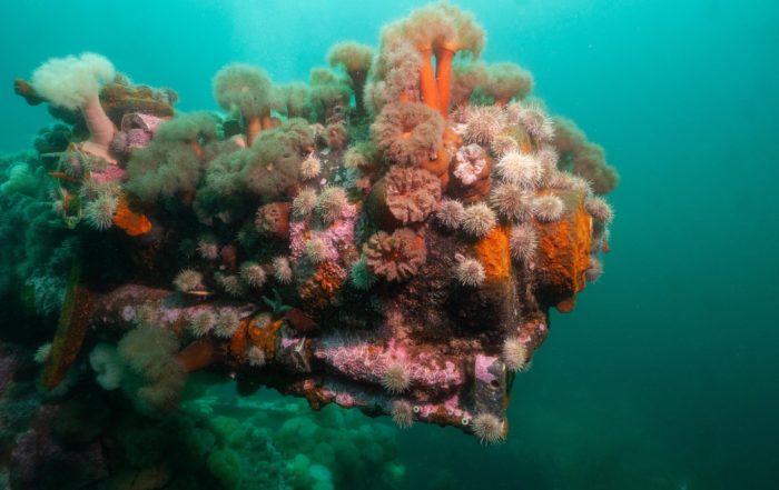 Breech, 4-inch gun, SS Strathcona, Conception Bay, Newfoundland