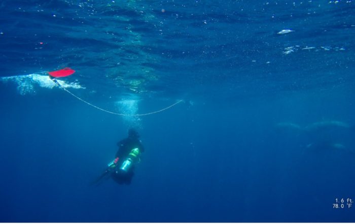 TA, first BAREG 2024 survey diver in the water, is welcomed by spotted dolphins.